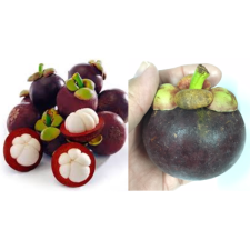 Garcinia mangostana (grafted) 