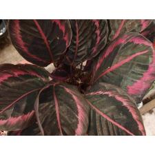 Калатея Супрайзстар / Calathea Surprisestar