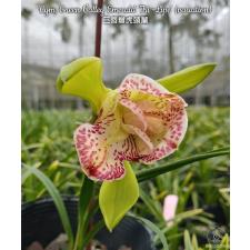 Цимбидиум "Грин Валлей Эмеральд" вариация Трилип / Cym.Green Valley Emerald 'Tri-Lipe'