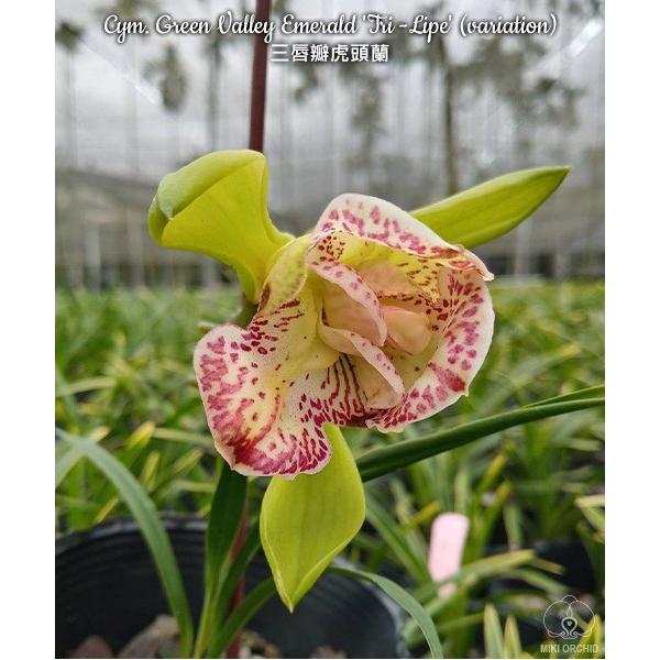 Цимбидиум "Грин Валлей Эмеральд" вариация Трилип / Cym.Green Valley Emerald 'Tri-Lipe'
