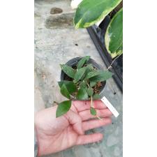 HOYA SIPITANGENSIS HO SIP 4+