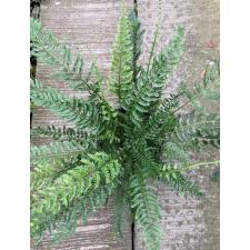 Asplenium thunbergii pot