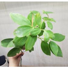Cinnamomum zeylanicum verum 47