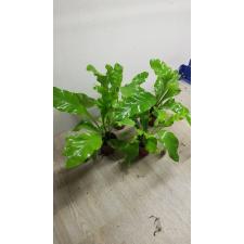Asplenium Nidus sp pot уценка 450p