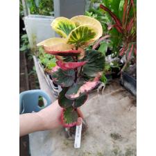 Codiaeum Pink Rose 157