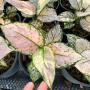 Aglaonema SP-9 Galaxy Pink