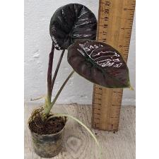 Алоказия Ред Секрет / Alocasia Red Secret