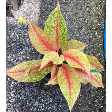 Aglaonema Sri Amphon 63