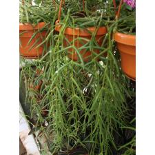 Хойя линейная / Hoya Linearis