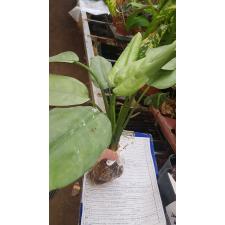 Aglaonema Ngern Tem Baan 63