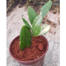 Zamioculcas zamifolia variegated short leaf 2pot