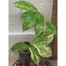 Замиокулкас замифолия варегатная (Длинный лист) / Zamioculcas zamiifolia variegated (long leaf) (S)