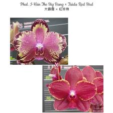 Phal. I-Hsin The Big Bang x Taida Red Bird 2.5" B14 april