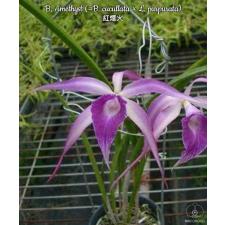 Блк. Аметист (Кукулата х Л. пурпурата) / Blc. Amethyst (cucullata x L. purpurata)