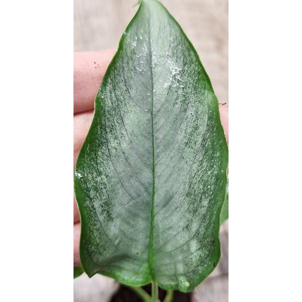 Шизматоглоттис Валличии (Серебряная форма) / Schismatoglottis wallichii (silver form) (S)