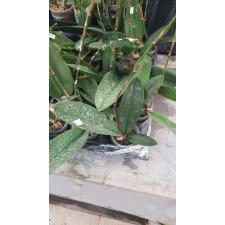 Психопсис «Марипоса» / Pyp. Mariposa