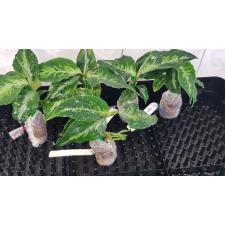 Aglaonema pictum tricolor 1,7" детка