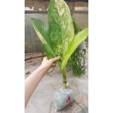 dieffenbachia sp Yellow variegated N1 по 3500p