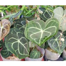 Anthurium Clarinervium x sib 3"