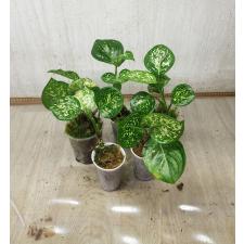 Aglaonema Unyamanee White
