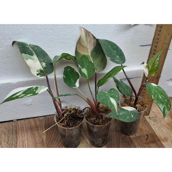 Филодендрон Розовая принцесса х Мраморный Король / PHILODENDRON PINK PRINCESS x MARBLE KING (S)