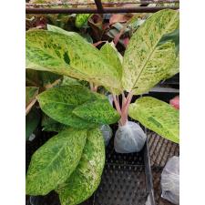 Aglaonema  Ruay tungpee A-107