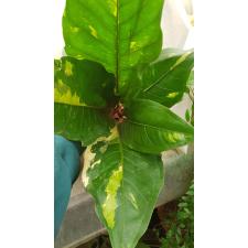 Anthurium variegated sp 9