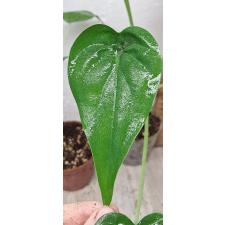 Алоказия кукуллата / Alocasia cucullata (S)