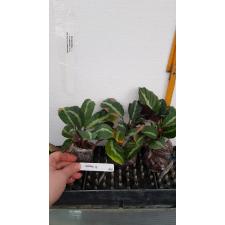 Calathea undulata pot