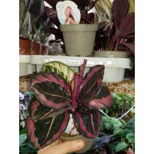 Calathea Roseopicta 'dottie в 10 см горшке