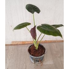 Alocasia Saraw. 'ucatan Princess