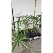 Cyperus sp. variegated pot