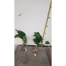 Epipremnum pinnatum (white variegated). S 378-377