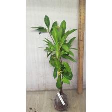 Ardisia elliptica 'Yellow Star' 17