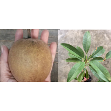 Manilkara zapota 'Narai Thong' (grated) 478
