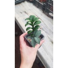 Zamioculcas Zamiifolia Zenzi 550р