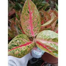 Aglaonema BA-4 Lagacy