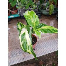 Calathea Yellow Fusion  pot 