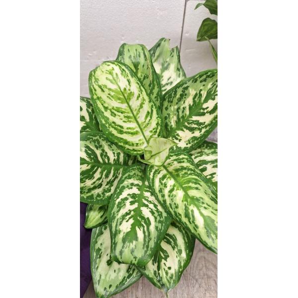 Aglaonema Platinum green A-60