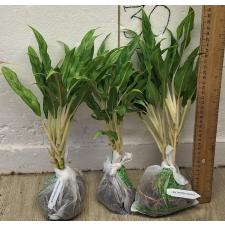Аглаонема Рич номер 4 / Aglaonema Rich no.4 A-68