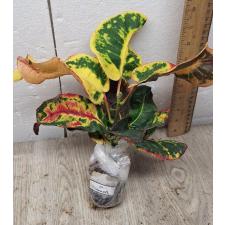 Codiaeum A14 Chun tha boon