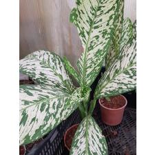 Dieffenbachia White Blizzard в горшке 2800р