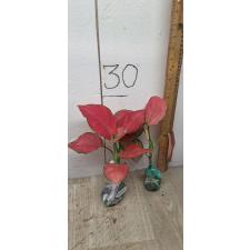 Aglaonema Super Pink A-41