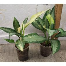 Аглаонема Суванапум / Aglaonema Suwanapum A-127