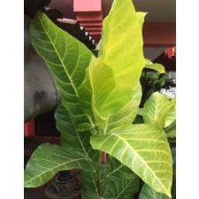 Ficus sp.(T32) Golden variegated