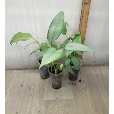 Schismatoglottis wallichii (silver form) стакан 1100р
