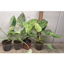 Филодендрон Гигантеум варегатный. / philodendron giganteum variegated pot