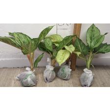 Аглаонема Лаки зеленая. / Aglaonema Lucky green A-55