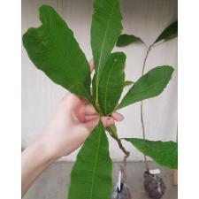 Anacardium Occidentale (орех кешью) 1