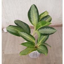 Aglaonema Long leaves Banana A-78